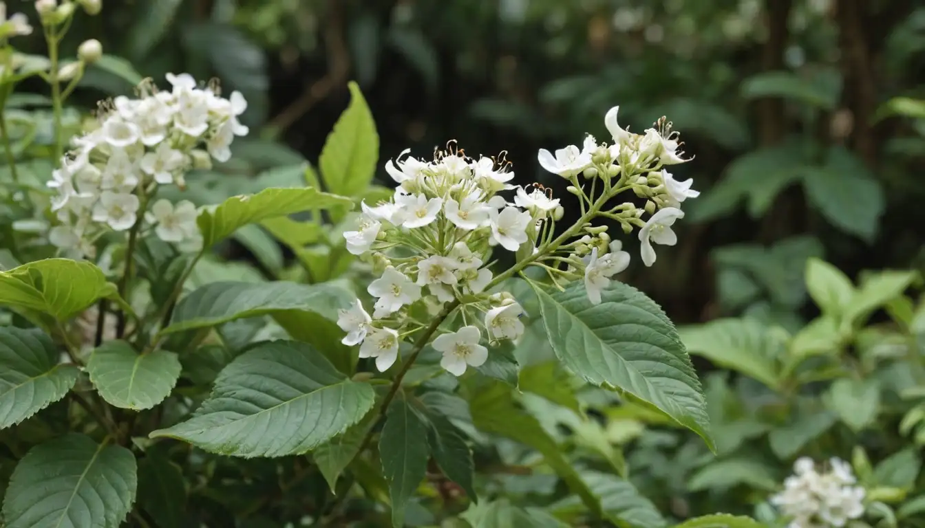 Delicate white flowers, leaves with soft, fuzzy growths, tiny insects on stems, yellowing or blackened leaves, curled or rolled leaves, small saplings with wilting fronds, a few pests hovering nearby, healthy Buganvillas in the background, lush green foliage