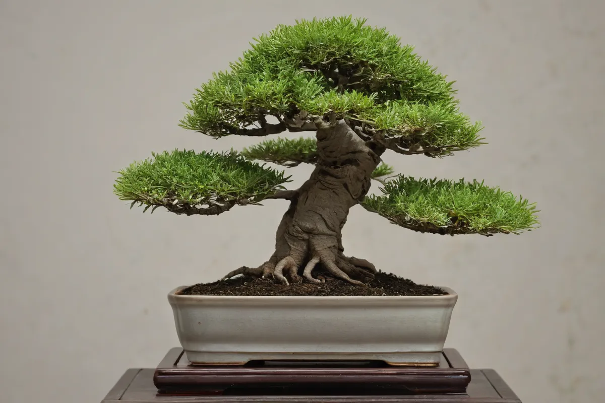 Portadas compactivas de bonsai con origen y características