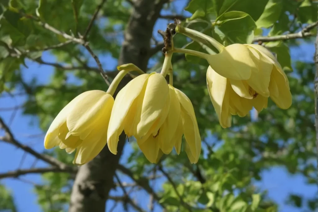Información de *Liriodendron tulipifera*