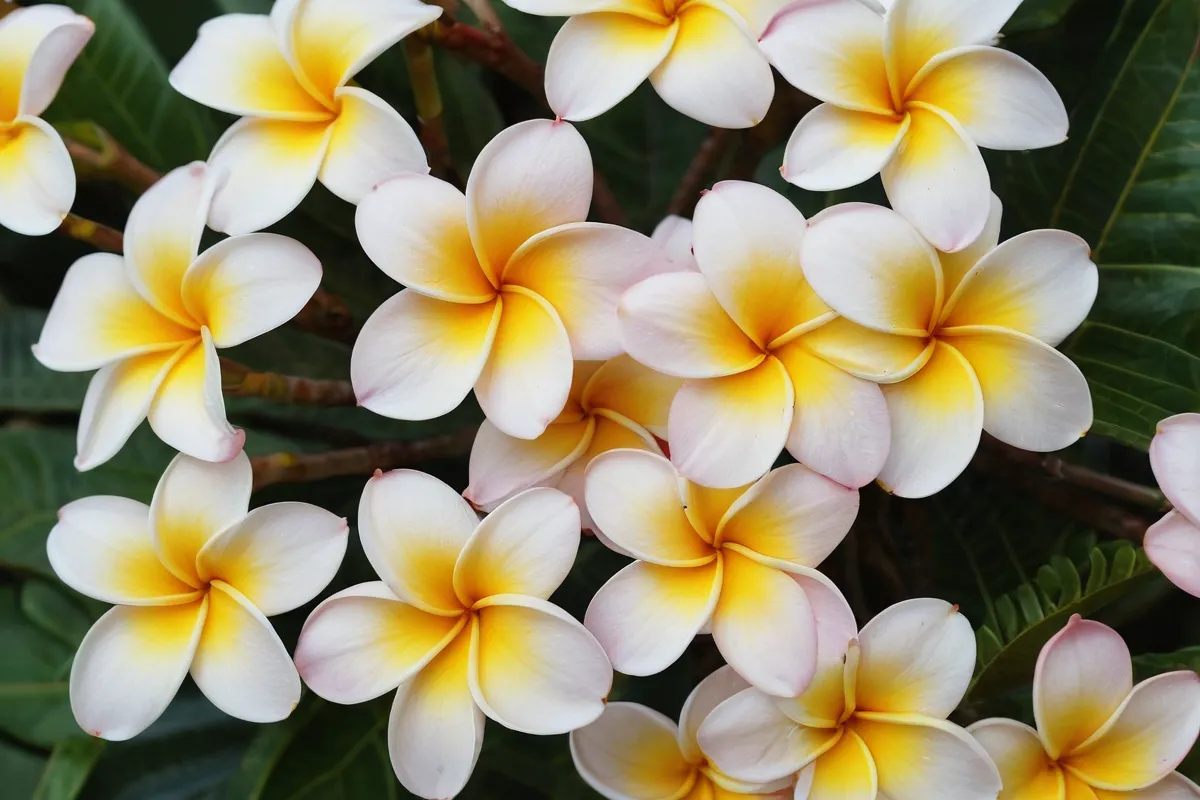 La decoración de la pared muestra la flora de Plumeria. (The wallpaper depicts the Plumeria flora.)