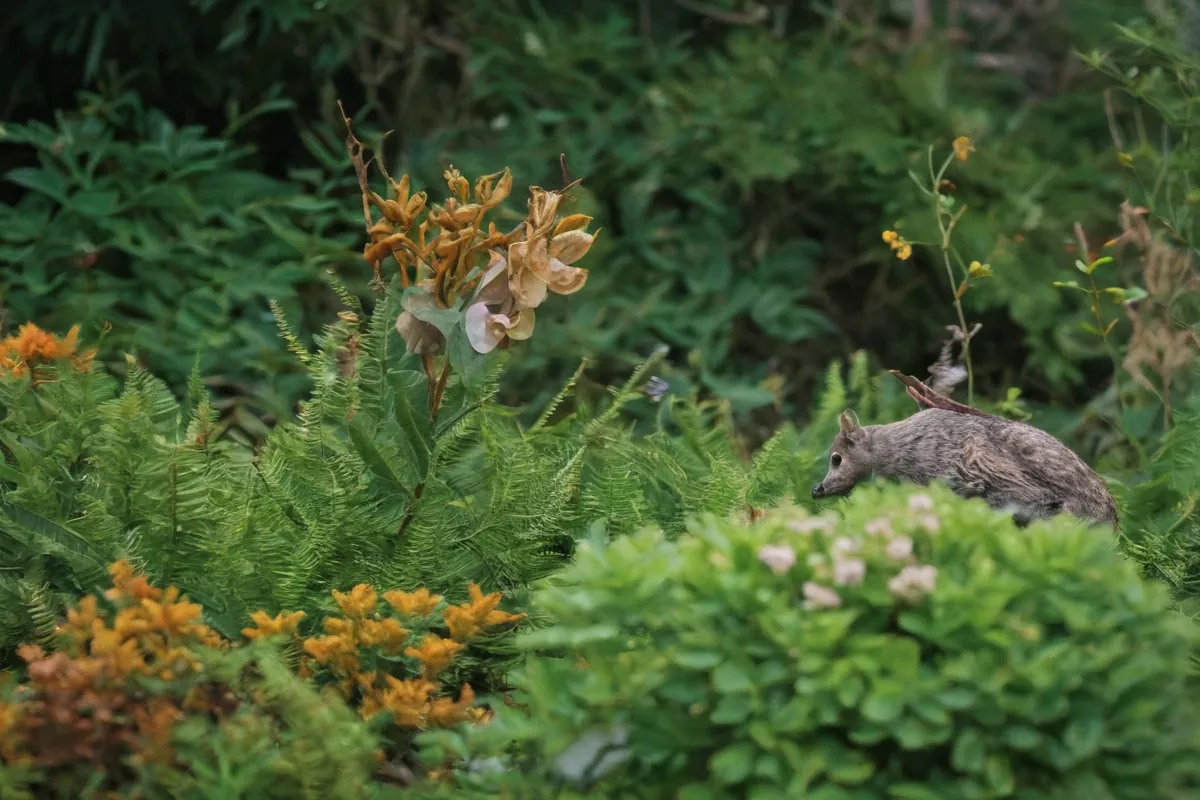 La diversa flora y fauna prosperan en los biomas; el hábitat es fundamental para los ecosistemas