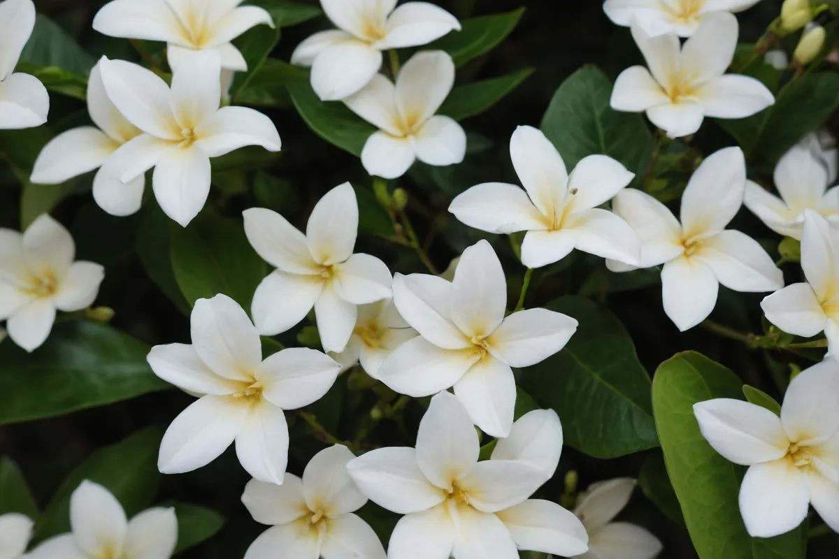 Detalles florales de Dipsladenia, también conocida como jazmín chileno