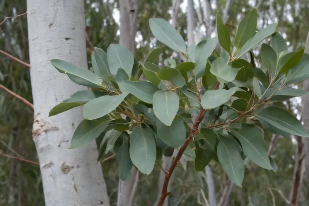 Identificación y fotografía de Eucalipto macho