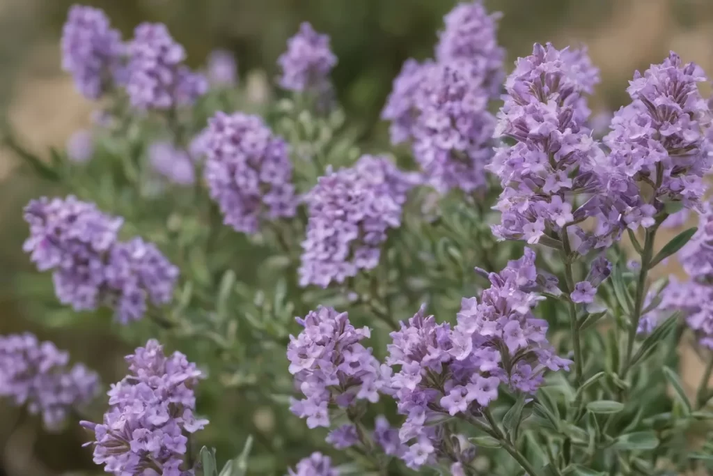 Las flores de Limón son delicadas y la belleza natural se origina en las semillas