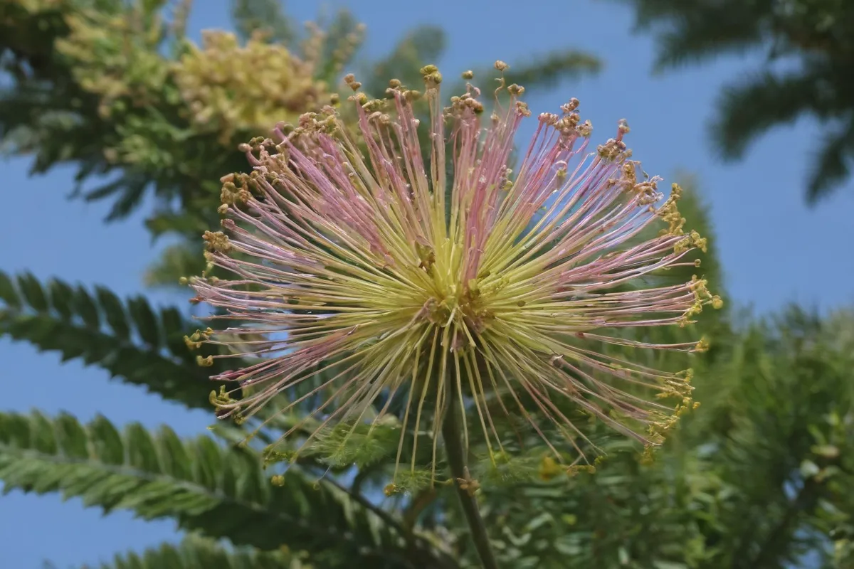 La mimosa es conocida como Pampita, Tostada o La Flor Dulce