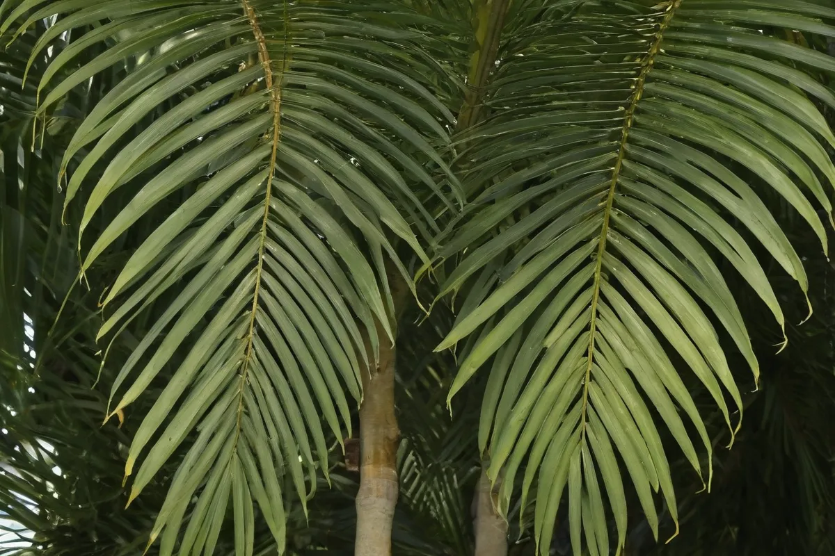 Descripción detallada de la morfología del rey Palma en la base de datos de los foros. (A more direct translation would be **Detailed Morphology of the King Palm in forum databases**.)