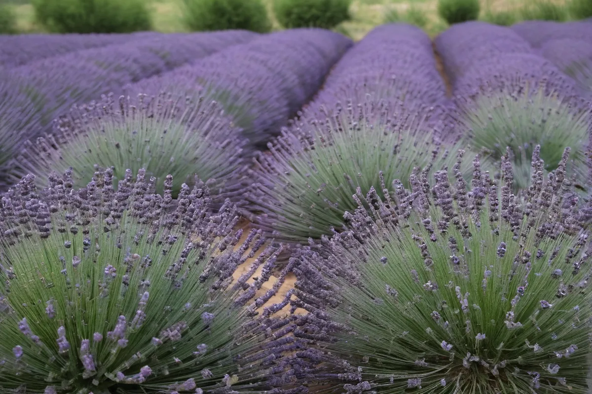 Técnicas de poda y métodos de foro para lavanda y espigie