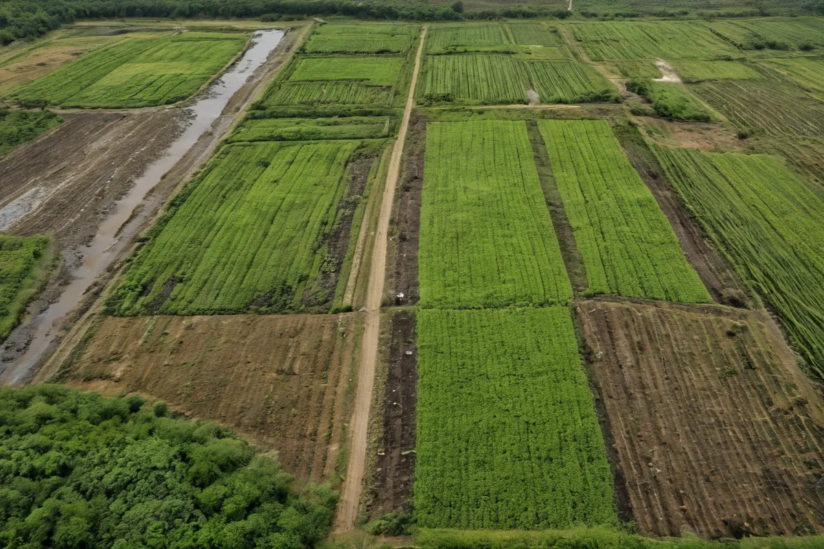 La biodiversdad, los ecosistemas y la agricultura están interrelacionados en un contexto botánico