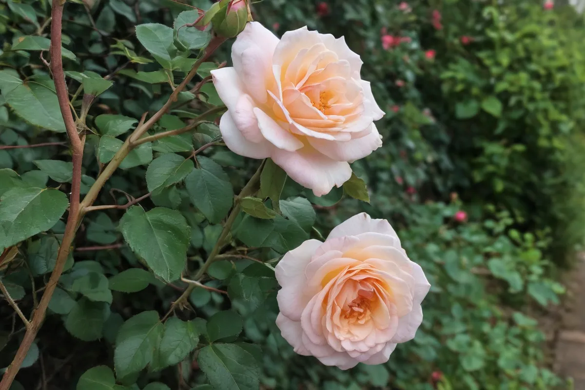 Una rosa aferrada a las trenzas de la vida, delicada y atrevida, en el mural de las rosas del Club