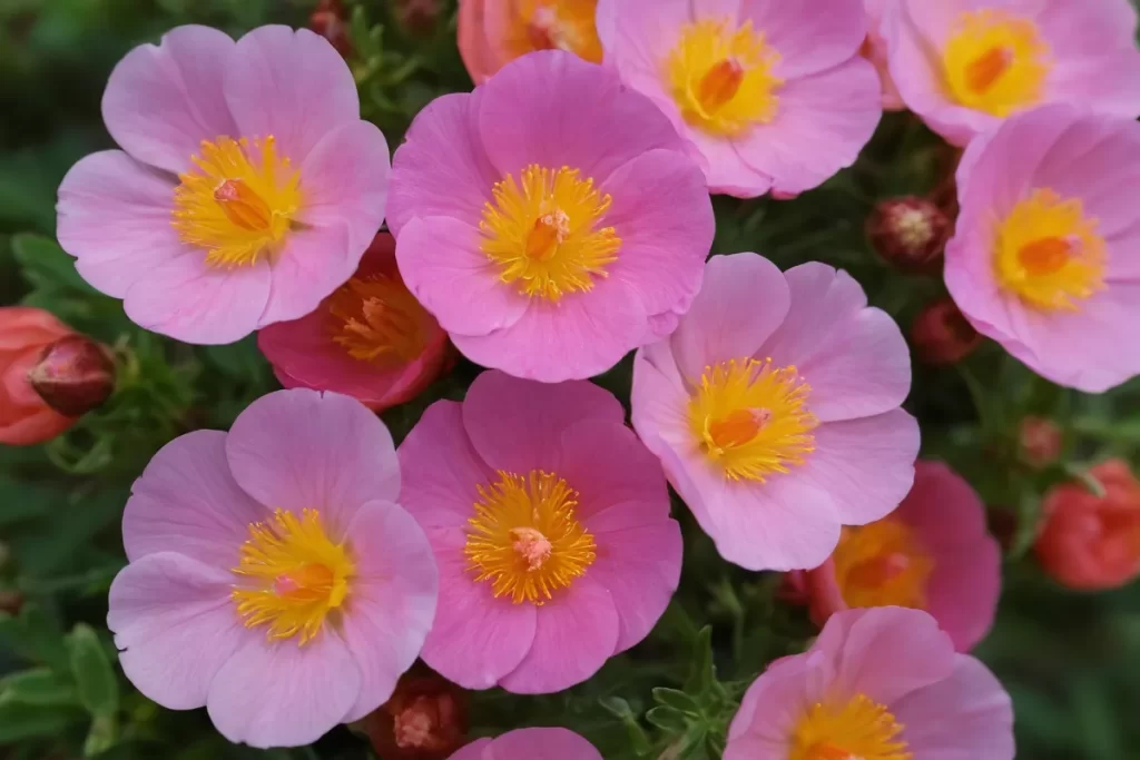 Un retrato impactante de Portulaca Umbraticola