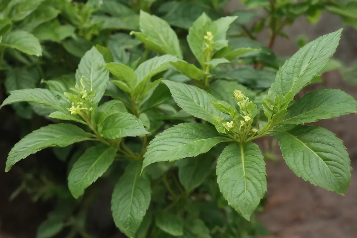 La planta Alhenna: información de nombres y claves