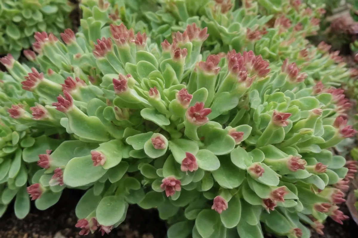 **Las hojas de Sedum morganianum son distintivas con cuidados especiales.**