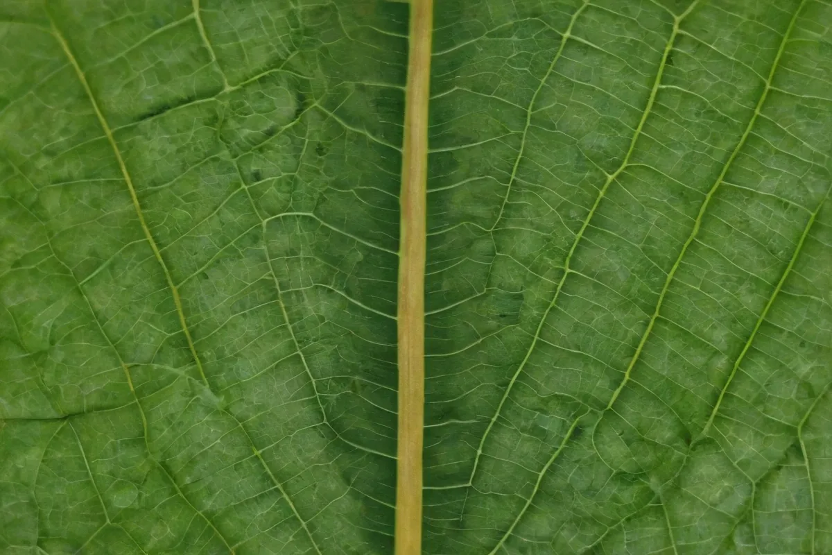 Una ilustración cercana de un hoja con la anatomía de Xylem