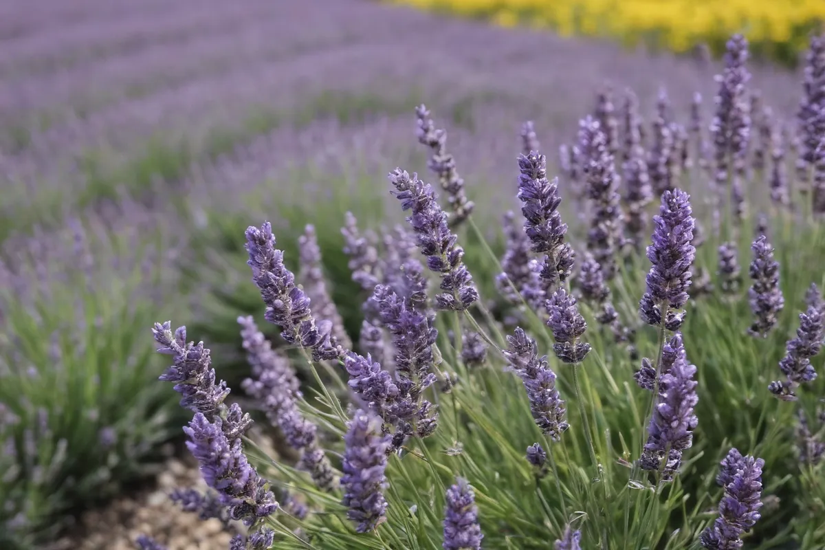 ¿Cuáles son los requisitos de sol para el lavanda y consejos de cuidado? This translates to: What are the sun requirements for lavender and care tips? It captures the sunshine requirements, care tips, and a request for knowledge. If you want a more casual translation, you can use: ¿Qué necesitas saber sobre el sol y el cuidado de lavanda? These options keep the sentence compact and easy to understand! Let me know if you have any other questions about translating.