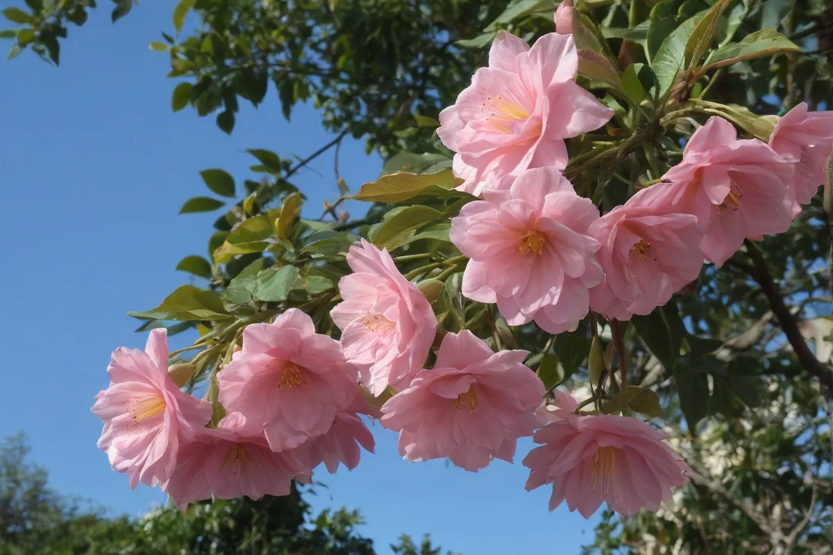 Las Bignonias rosadas florece, escalando por distintas áreas