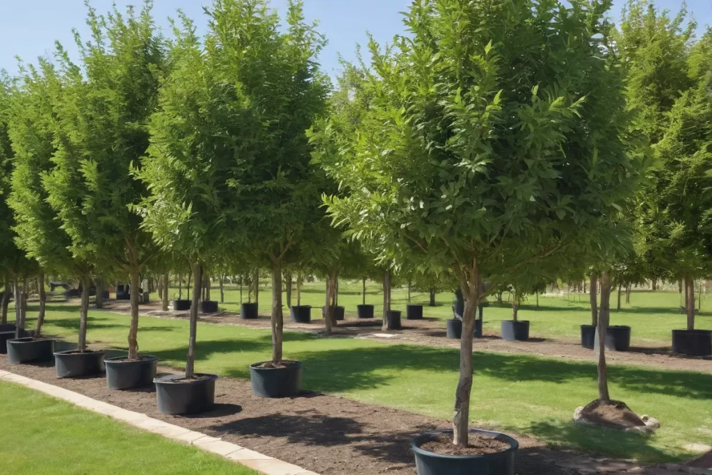 Las variedades de árboles acebo de Roslynnursery