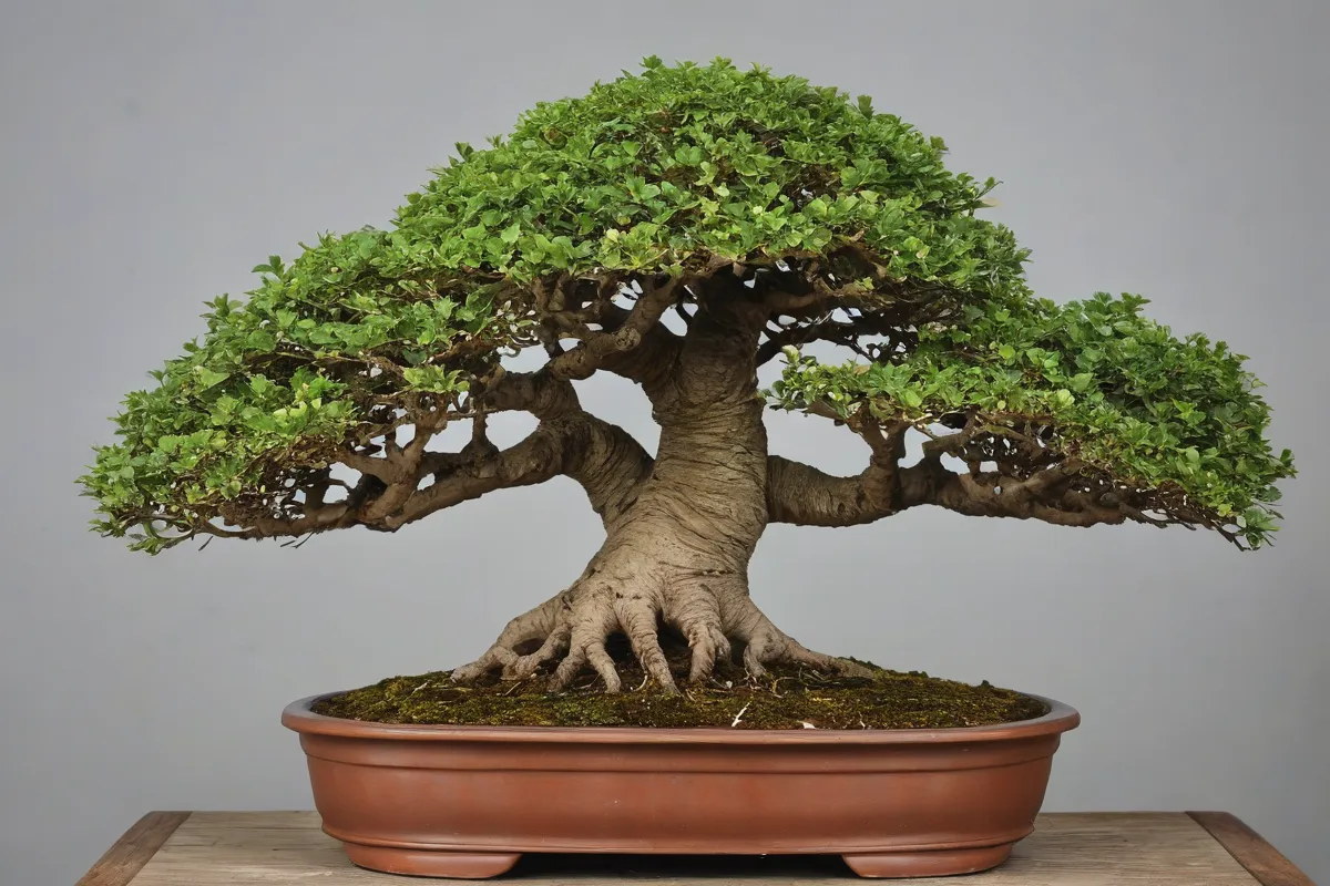 La imagen de Bonsai Kings muestra un portelacaria bonsai fascinante