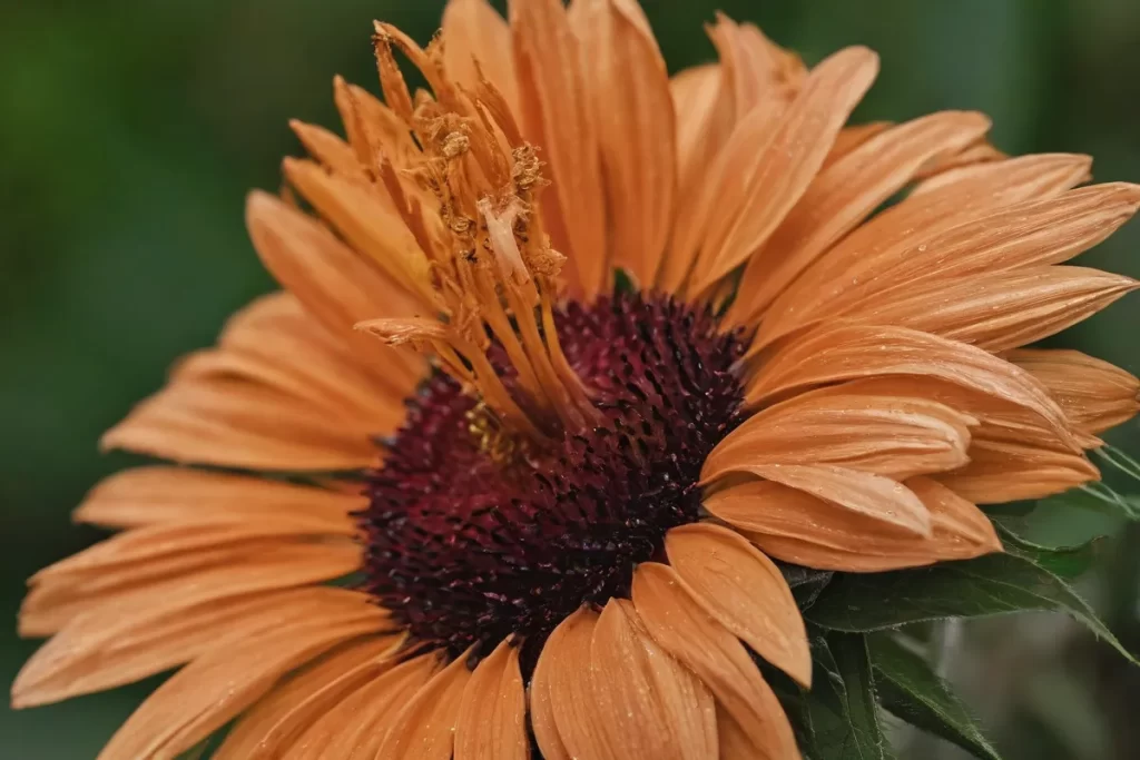 Imágenes vibrantes de la belleza natural