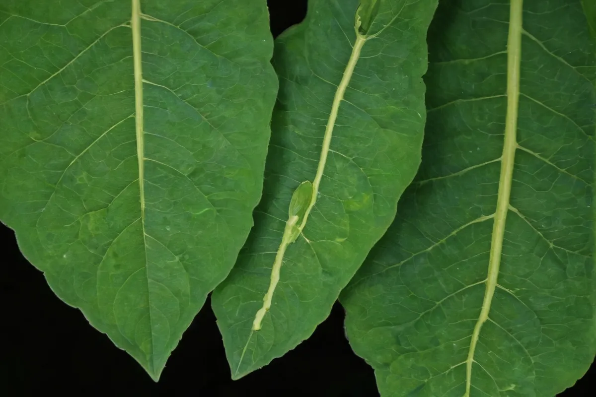 La fotosíntesis depende de la membrana doble, sacoes tilaoidos, citosol y clorofila