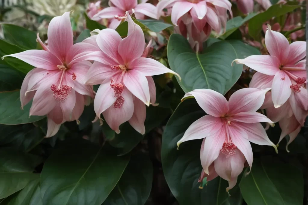 Detalles fascinantes sobre las hojas de Medinilla magnifica se discuten