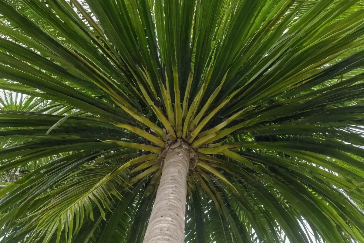 Sus nombres revelan su naturaleza tropical
