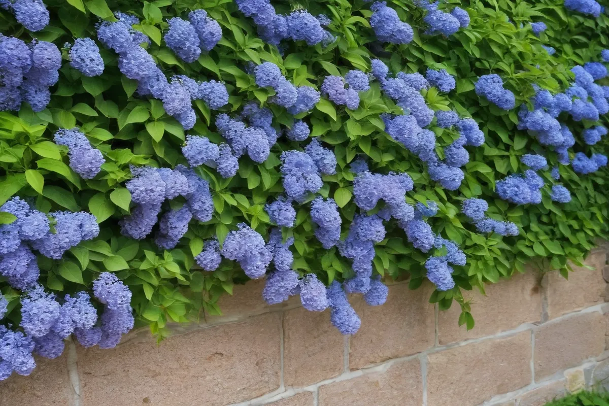 Las flores azules de la Syringa vulgaris, adornan la pared