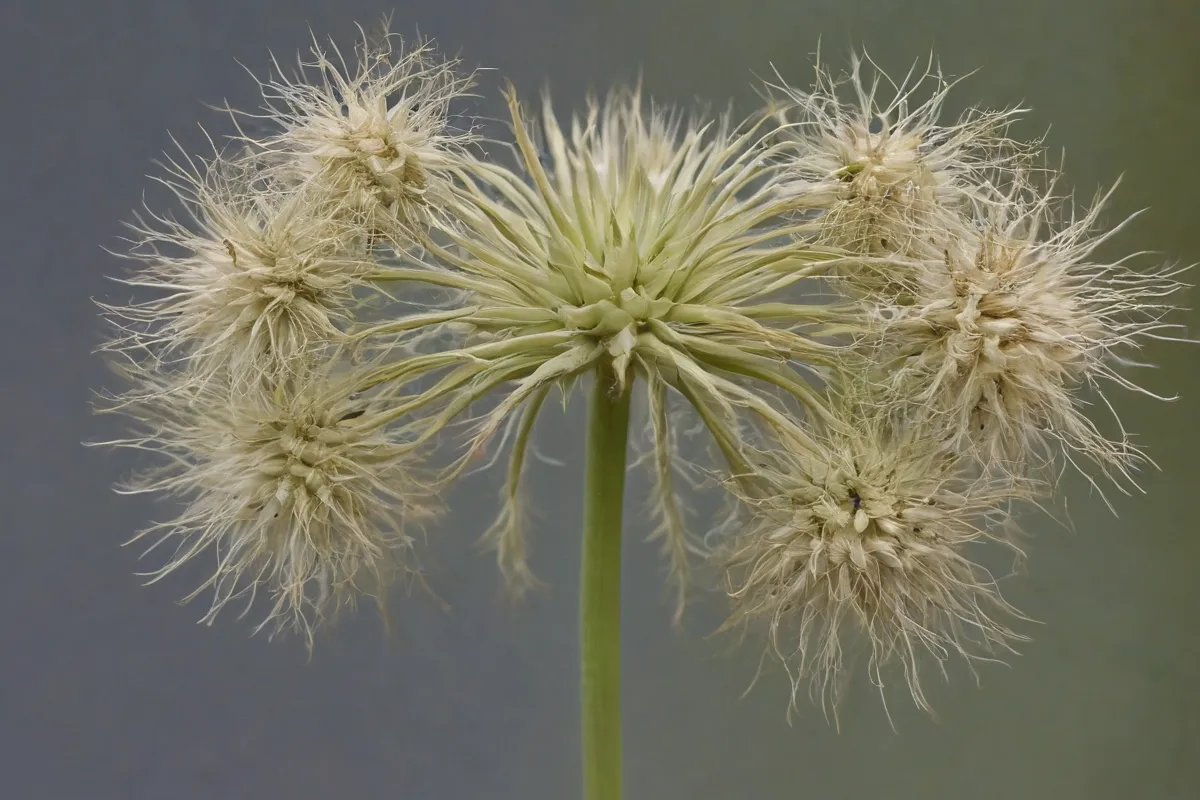 Los gimnospermas: semillas desnudas, gigantes del mundo vegetal
