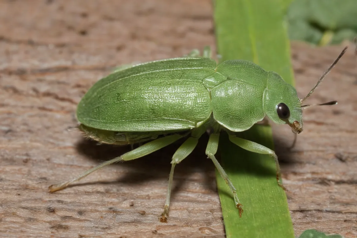 Guía de estudio para identificación y control de la chinches verdes