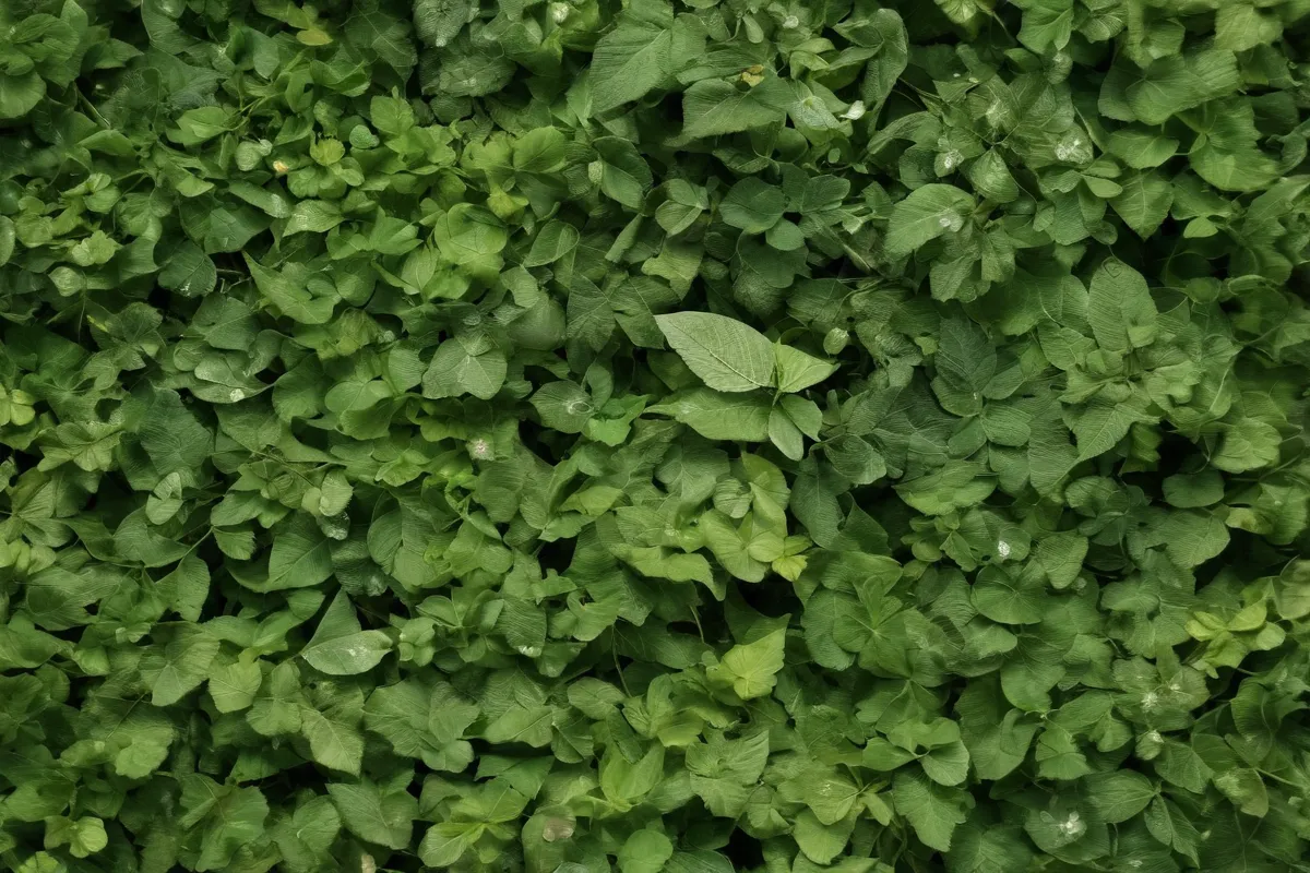 **Un glosario botánico de desprendimiento foliar y apertura floral.**
