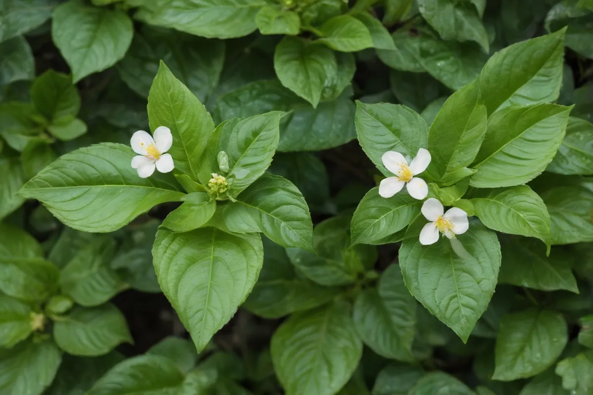 Cosecha de semillas y cuidado del jardín