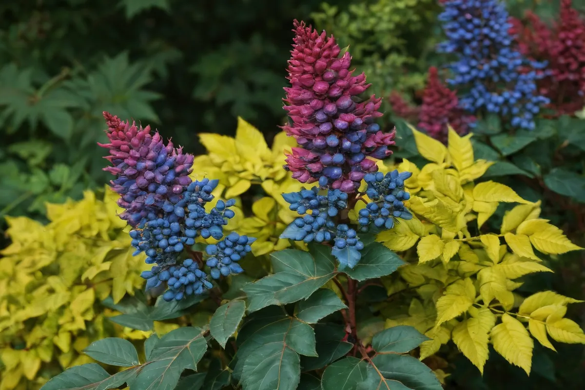 La planta Mahonia presenta un colorido exuberante