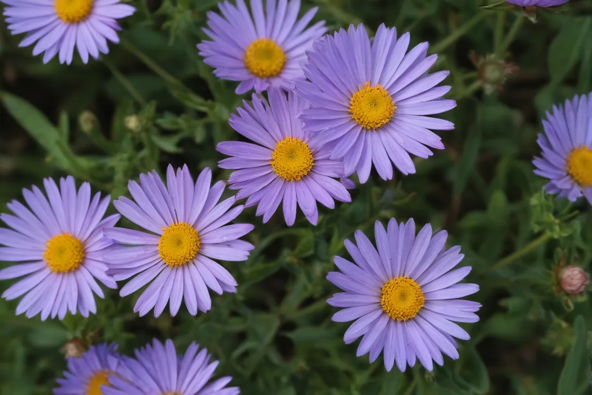 Aquí puedes encontrar información sobre *Aster alpinus* en Zaaisite