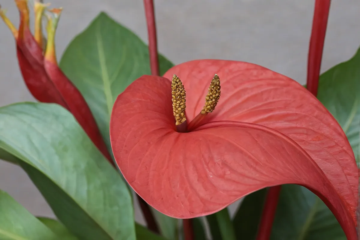 El foro de Anthurium con detalles de Kangaroo Paw, texto críptico