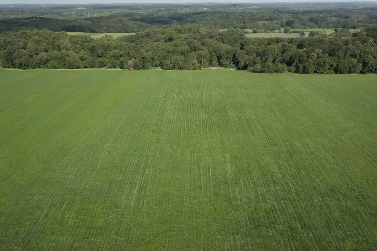 Verde: plantas, ecosistemas y agricultura