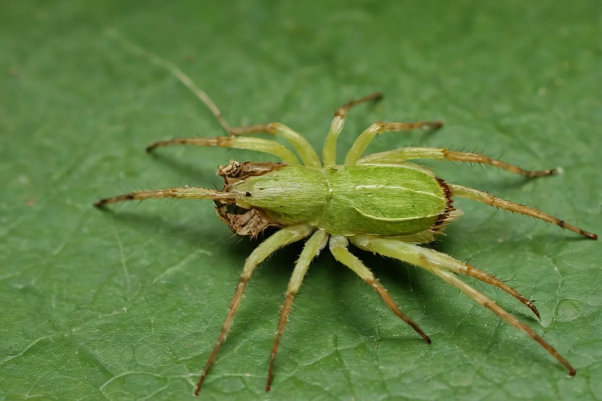 Papel de araña verde en el archivo de discurso: sorpresa