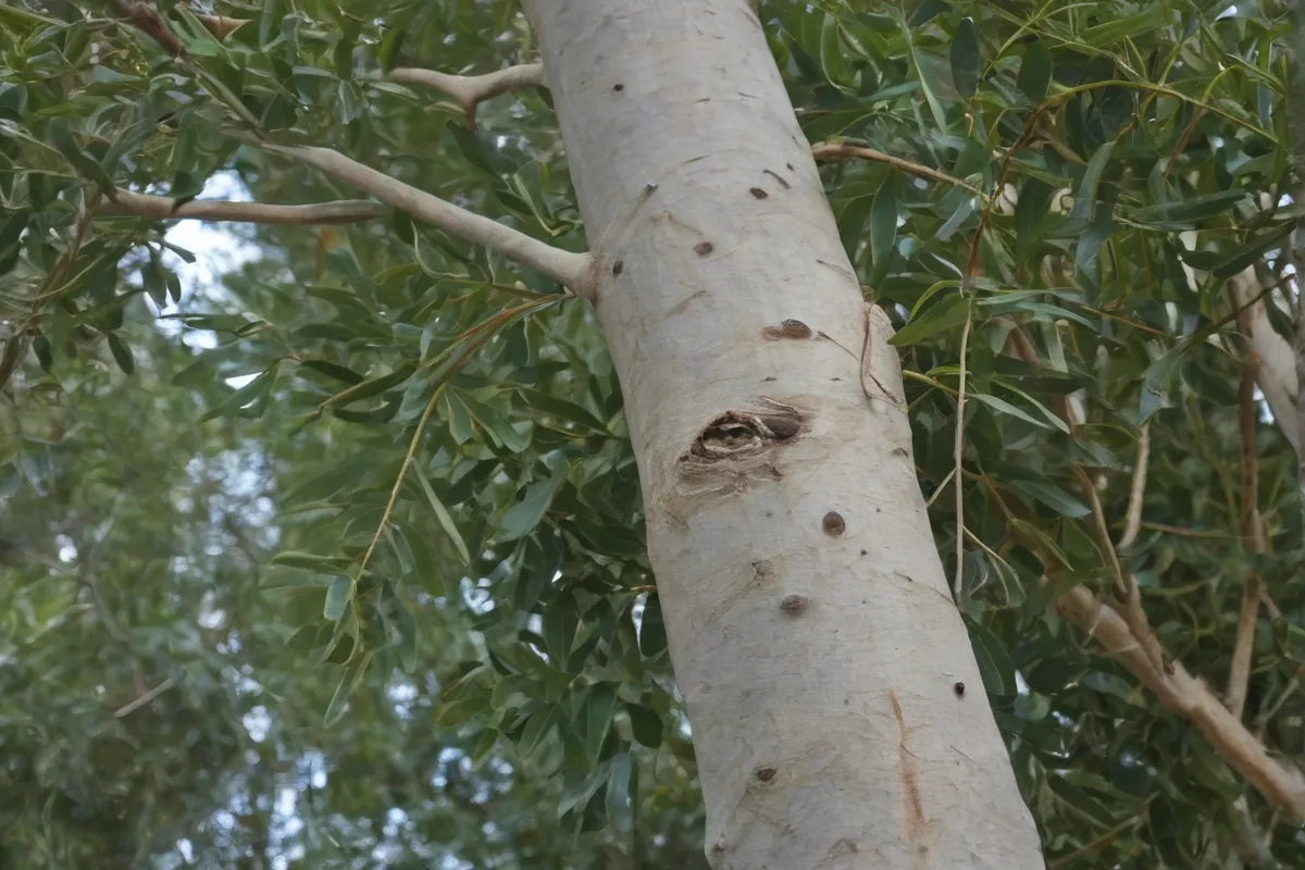 Fotografía de un eucalipto maduro con sus características identificatorias