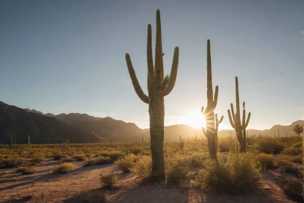 Una imagen impresionante de un cactus saguaro bajo el sol del desierto