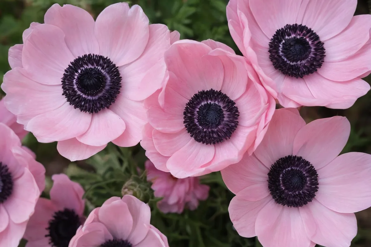 Descripción de Anemone coronaria en pamc.host.sk y montefano.com