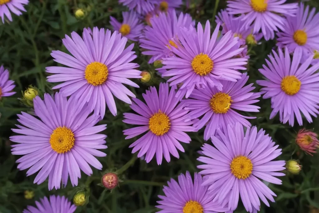 Los asters florecieron bellamente