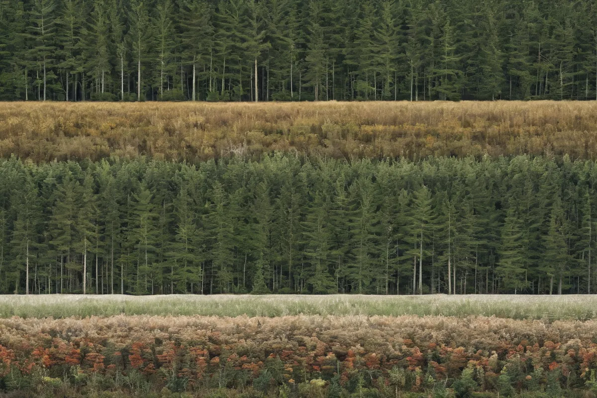 Los patrones abstratos representan la sucesión ecológica de desorden a orden