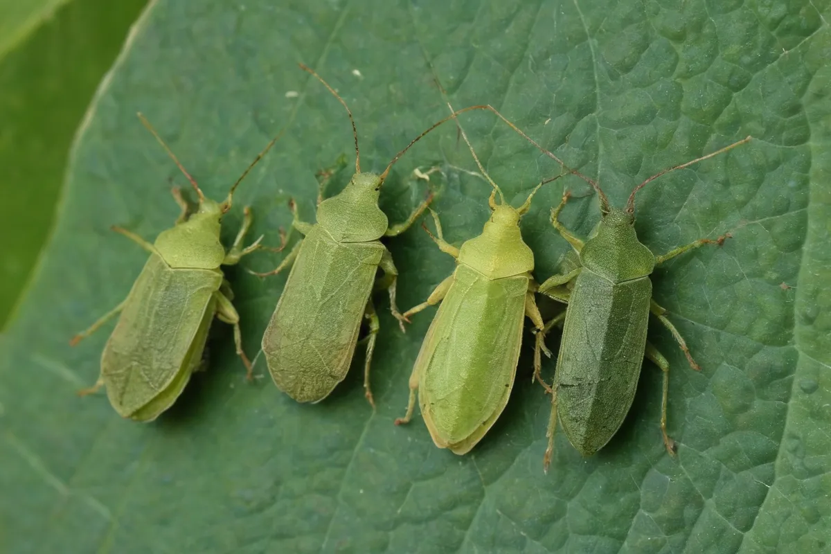 El ciclo de vida, identificación y control del cucurbitaceo verde