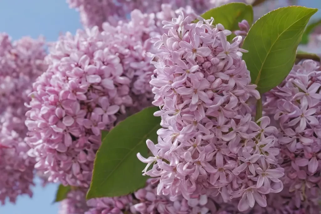 Imágenes y flores de siriguya vulgaris