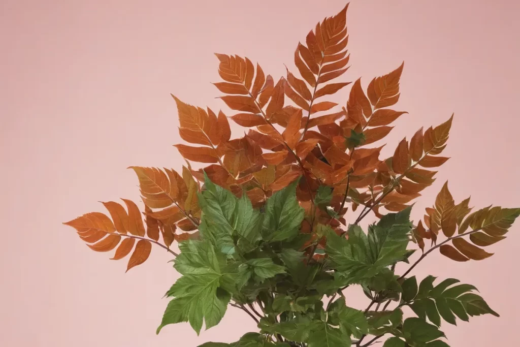 Un Acebo crenata vibrante muestra hojas delicadas en un fondo virtual