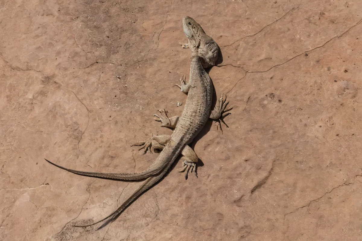 Iguana con cola detallada en mapa del desierto de Atacama