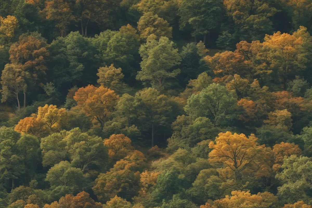 Papel de pared inspirado en bosques con árboles de roble