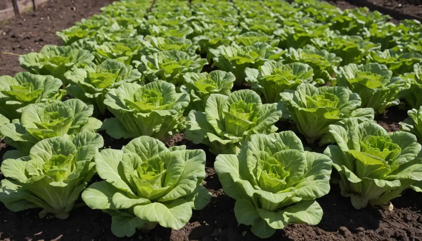 6-8 crisp green lettuce leaves in various stages of growth on a garden bed, surrounded by soil, with visible roots and stems, some leaves with signs of slight yellowing or wilting, overall appearance is healthy and thriving, sunny sky above with subtle cloud formations